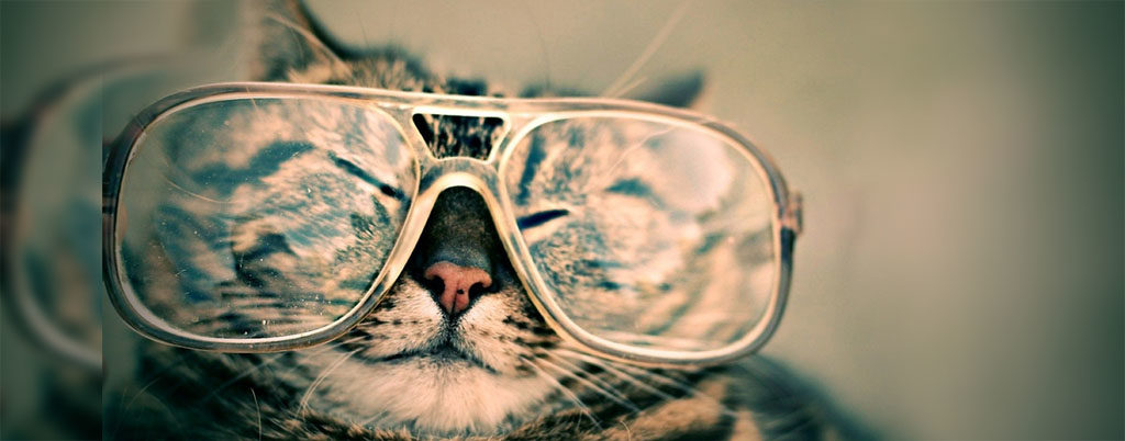 Chat portant des lunettes