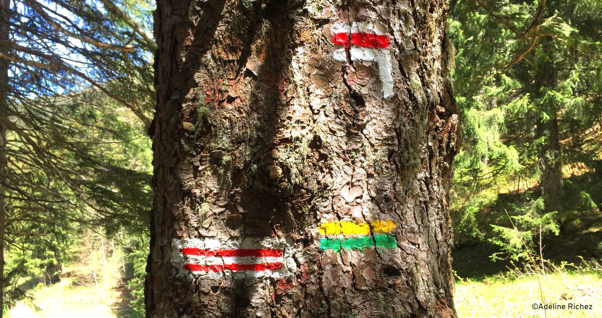 Tronc d'arbre sur lequel sont peints trois signes jaune, vert, blanc et rouge. Ils marquent des sentiers à suivre.